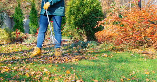 woman gardener rakes fallen leaves in her garden